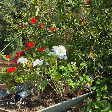 Tritsili House Apartment